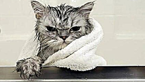Sudan korkan kedi nasıl yıkanır